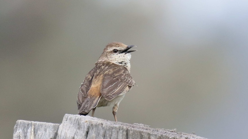 A Rufous songlark sits on a stump.