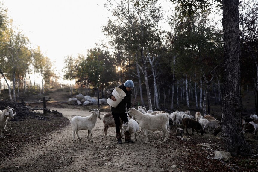 A person feeding a herd of goats on a dirt path next to forestry. 