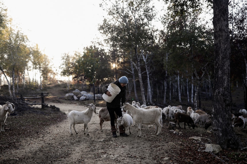 A person feeding a herd of goats on a dirt path next to forestry. 