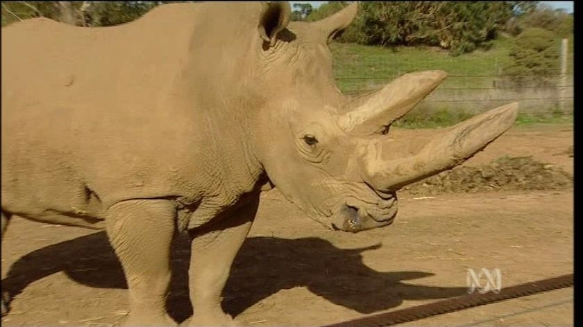 Werribee Zoo boasts successful rhino breeding program