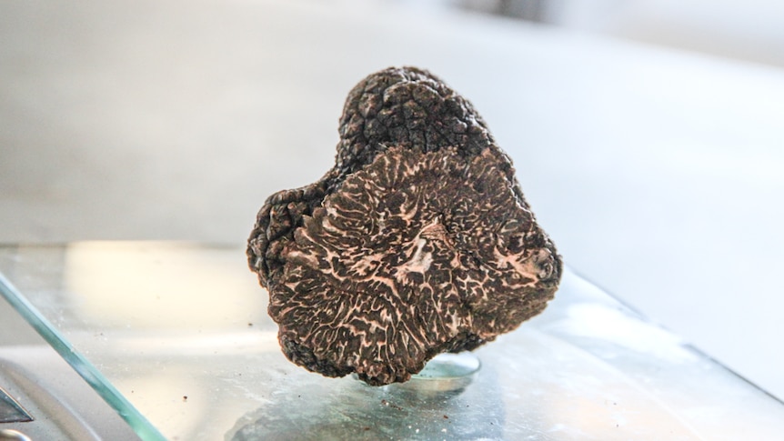 A black truffle, sliced open, reveals the white veins inside.