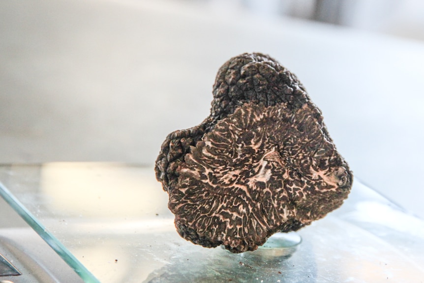 A black truffle, sliced open, reveals the white veins inside.