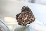 A black truffle, sliced open, reveals the white veins inside.