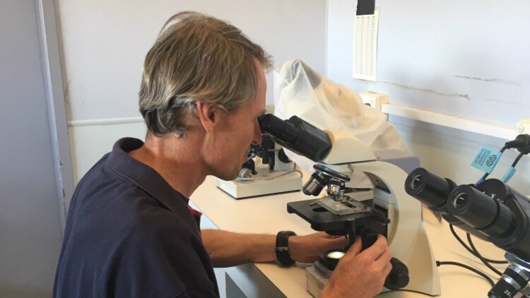 Dr Mike Dove looks through a microscope.