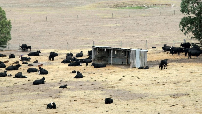 Beef cattle sit in dry, brown East Gippsland paddock