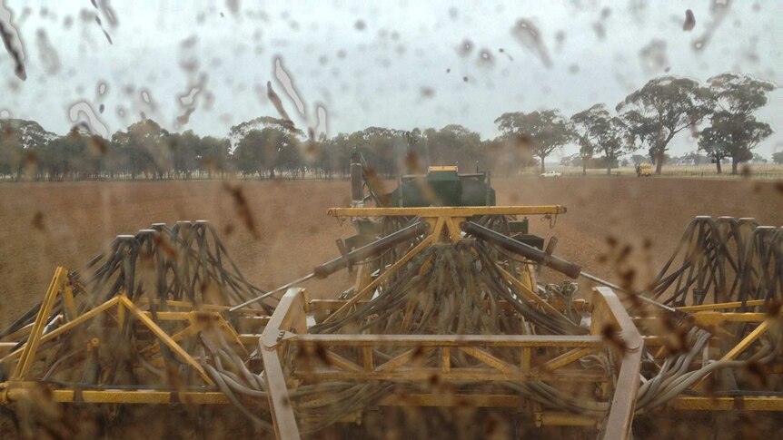Sowing grain in the rain