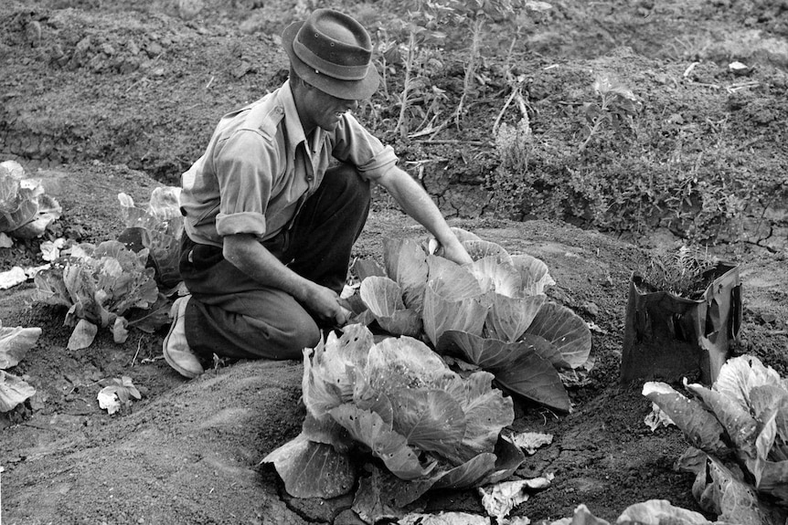 An old black and white photograph on a man wearing a small hat bending down to cut a large cabbage.