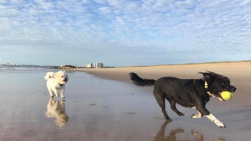 Two dogs run happily along a beach