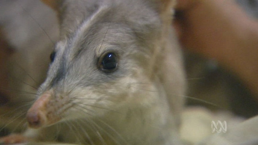 Travelling bilbies find delights cane toad hunters