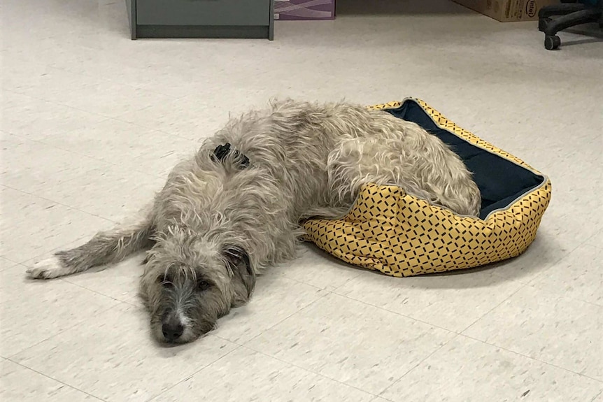 An Irish Wolfhound sleeps on the floor of an office.