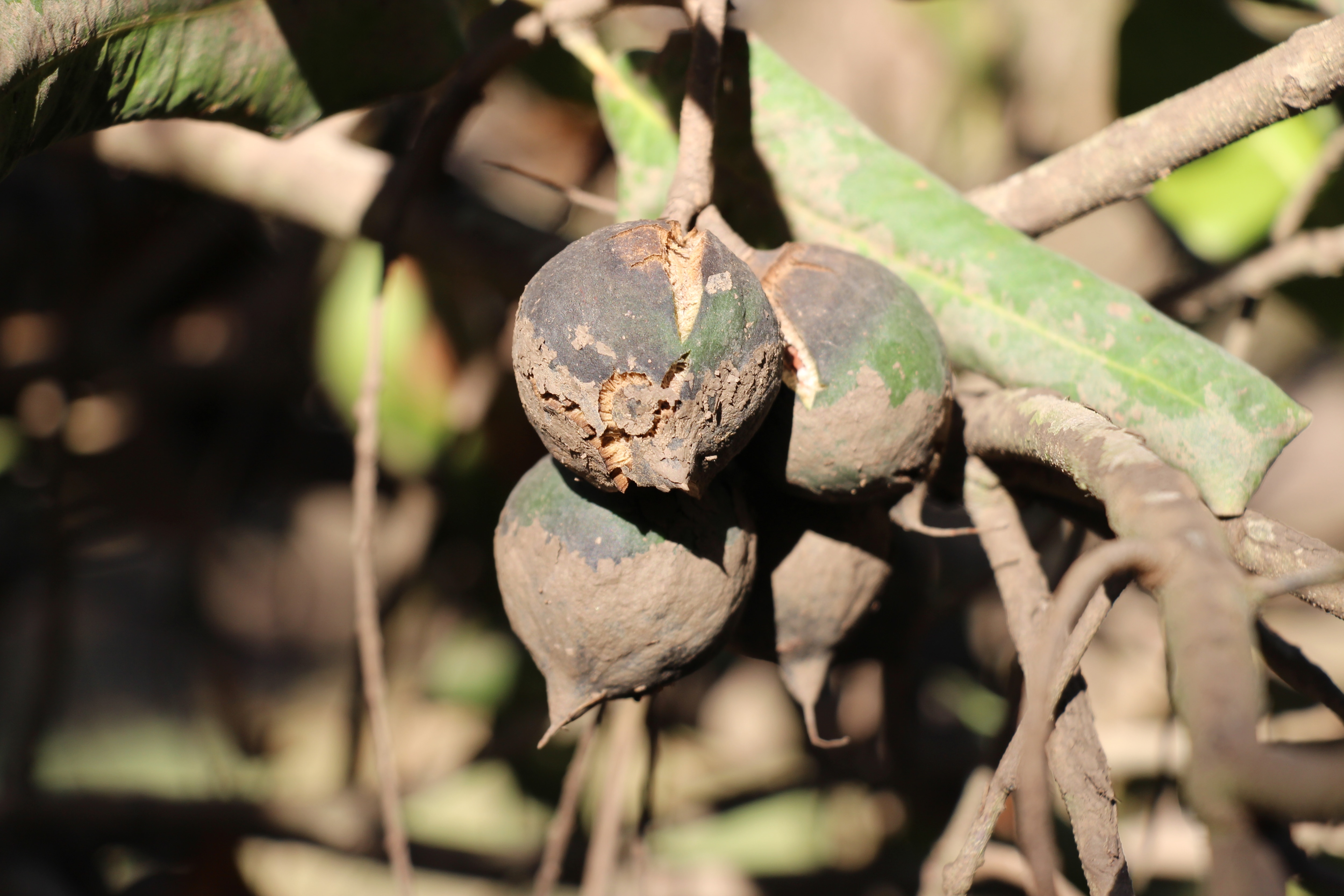 A bunch of mud-covered macadamias in their shells on a tree.