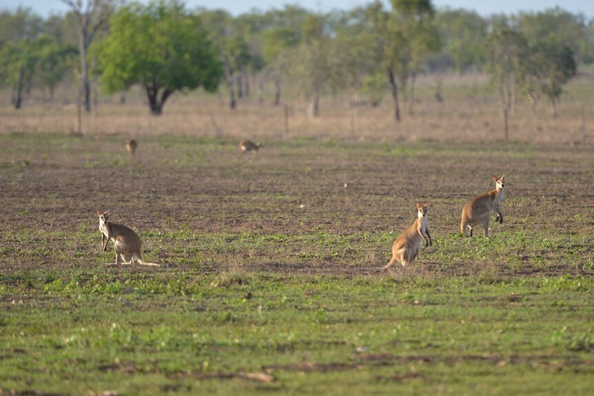 several wallabies stand in a large field