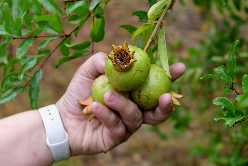 A hand holding green pomegranates growing on a tree. 