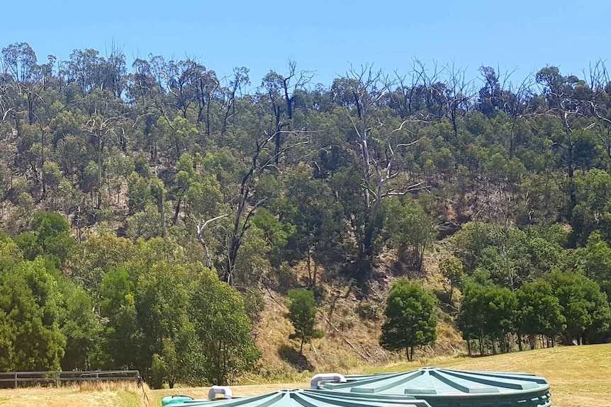 The Ogilvie's house is now surrounded by scorched trees among the regrowth.