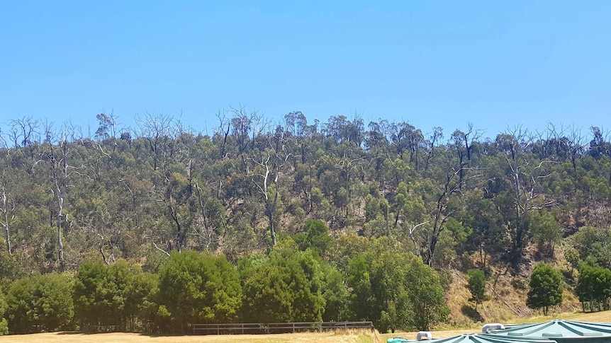 The Ogilvie's house is now surrounded by scorched trees among the regrowth.