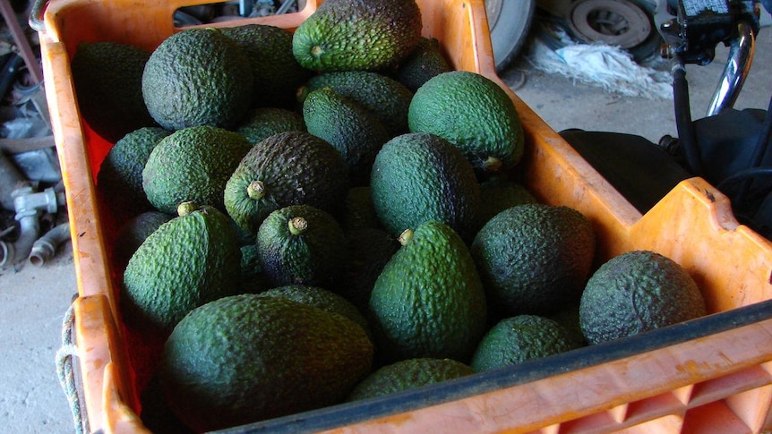 A crate full of avocados.