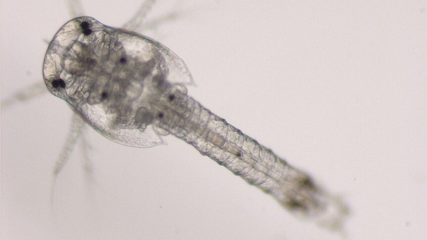 A close up photo of a tiny shrimp-like plankton under microscope
