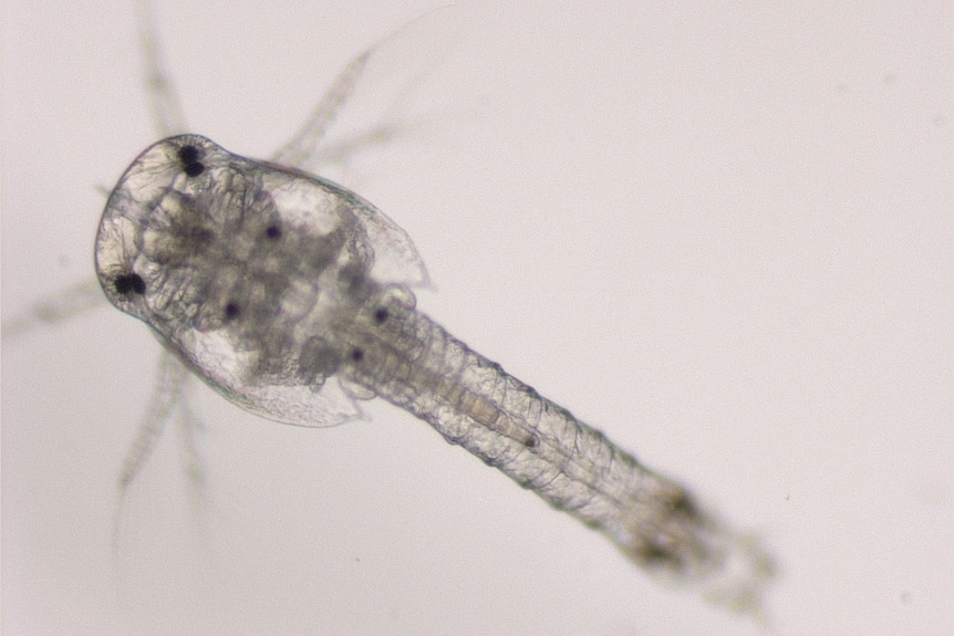 A close up photo of a tiny shrimp-like plankton under microscope