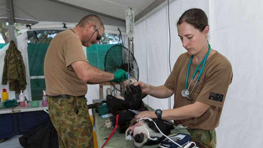 Lieutenant Colonel Ivor Harris and Private Amanda Midgelow perform about four de-sexing programs a day.