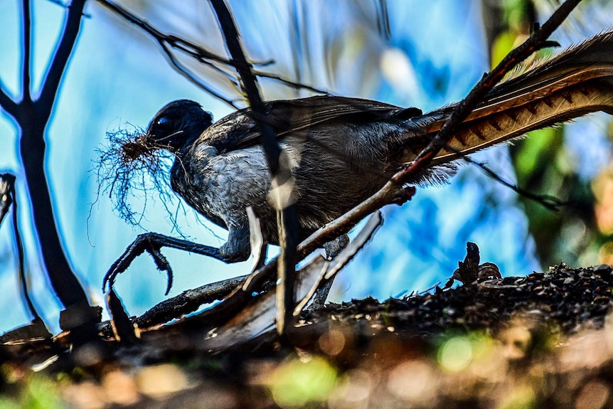 Lyrebird with nesting material in her beak, surrounded by burnt twigs