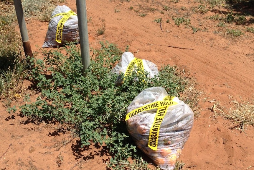 Bags on plants.