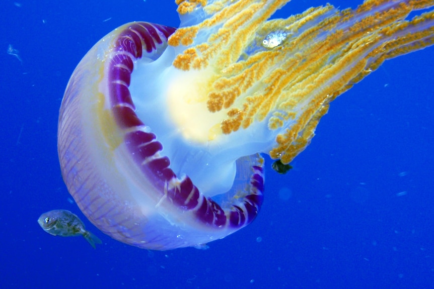 A brightly-coloured jellyfish.