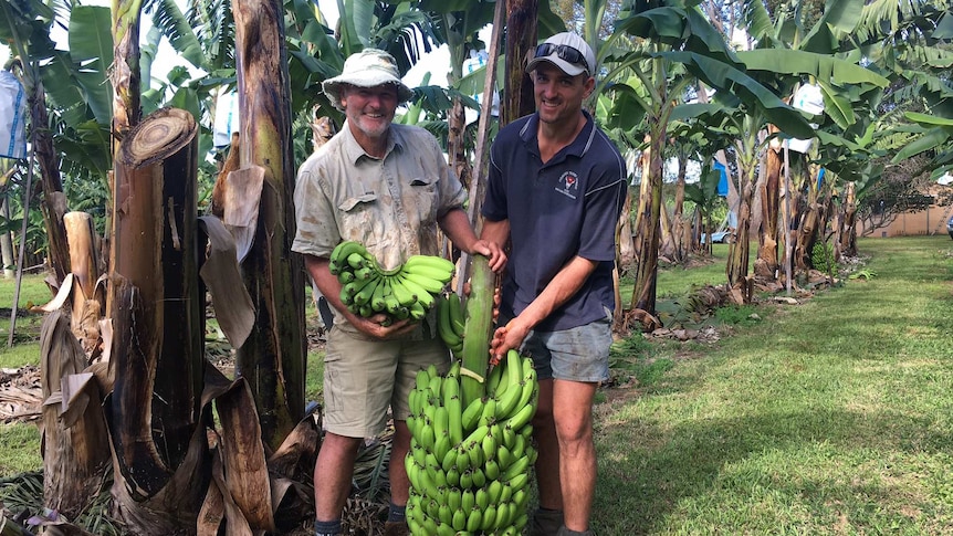 Research David Peasley and grower Dan Molenaar hold a bunch of bananas.