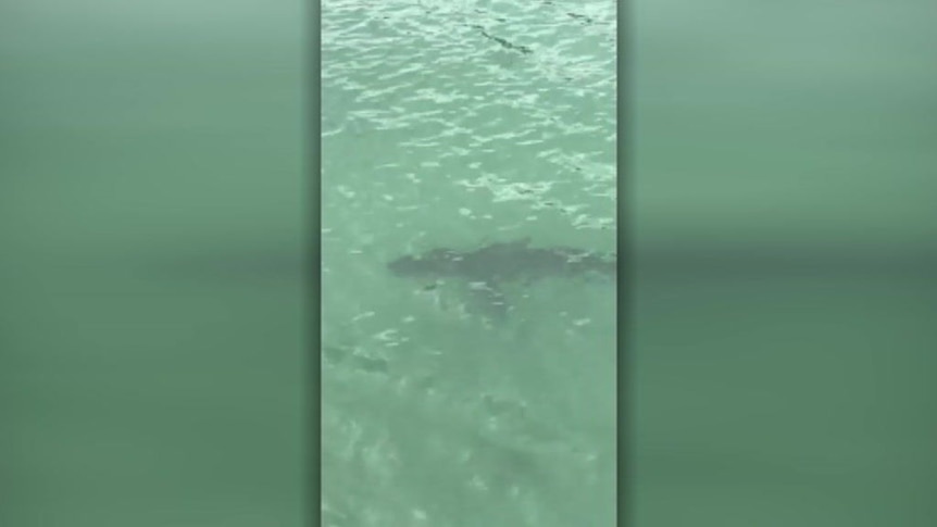 Shark swims inside Middleton Beach nets