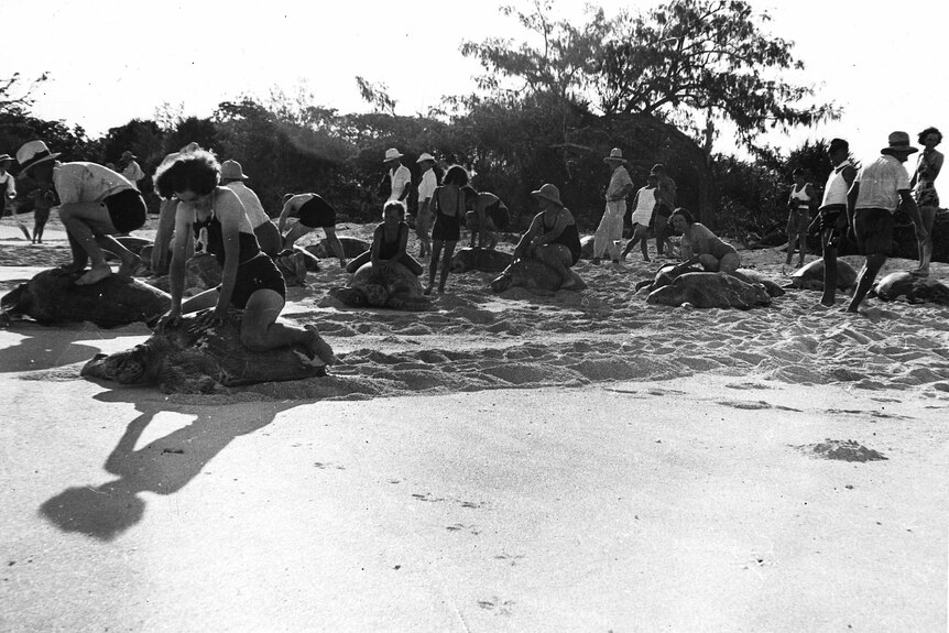 A black and white photo of tourists on a beach riding massive green sea turtles.