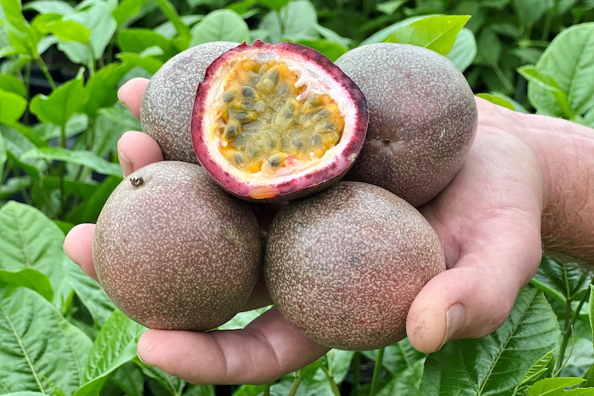 A hand holding a cut passionfruit and whole passionfruit with plants in the background.