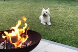 A fire burning in a metal stand with a white dog laying on grass in the background