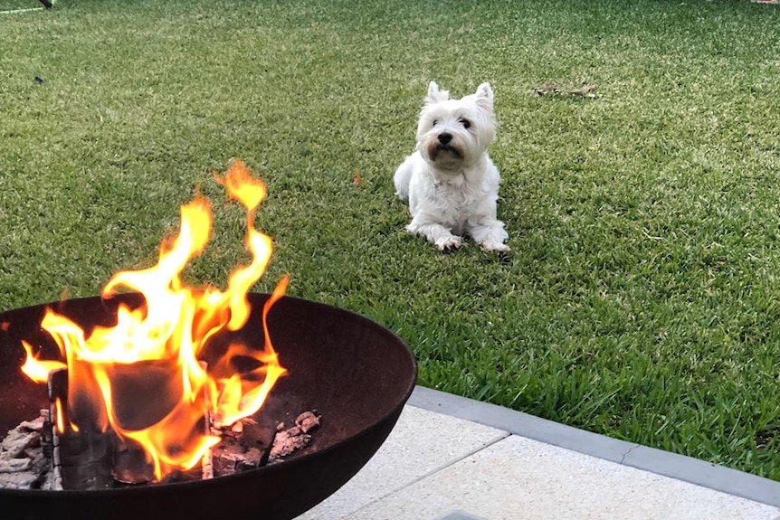 A fire burning in a metal stand with a white dog laying on grass in the background