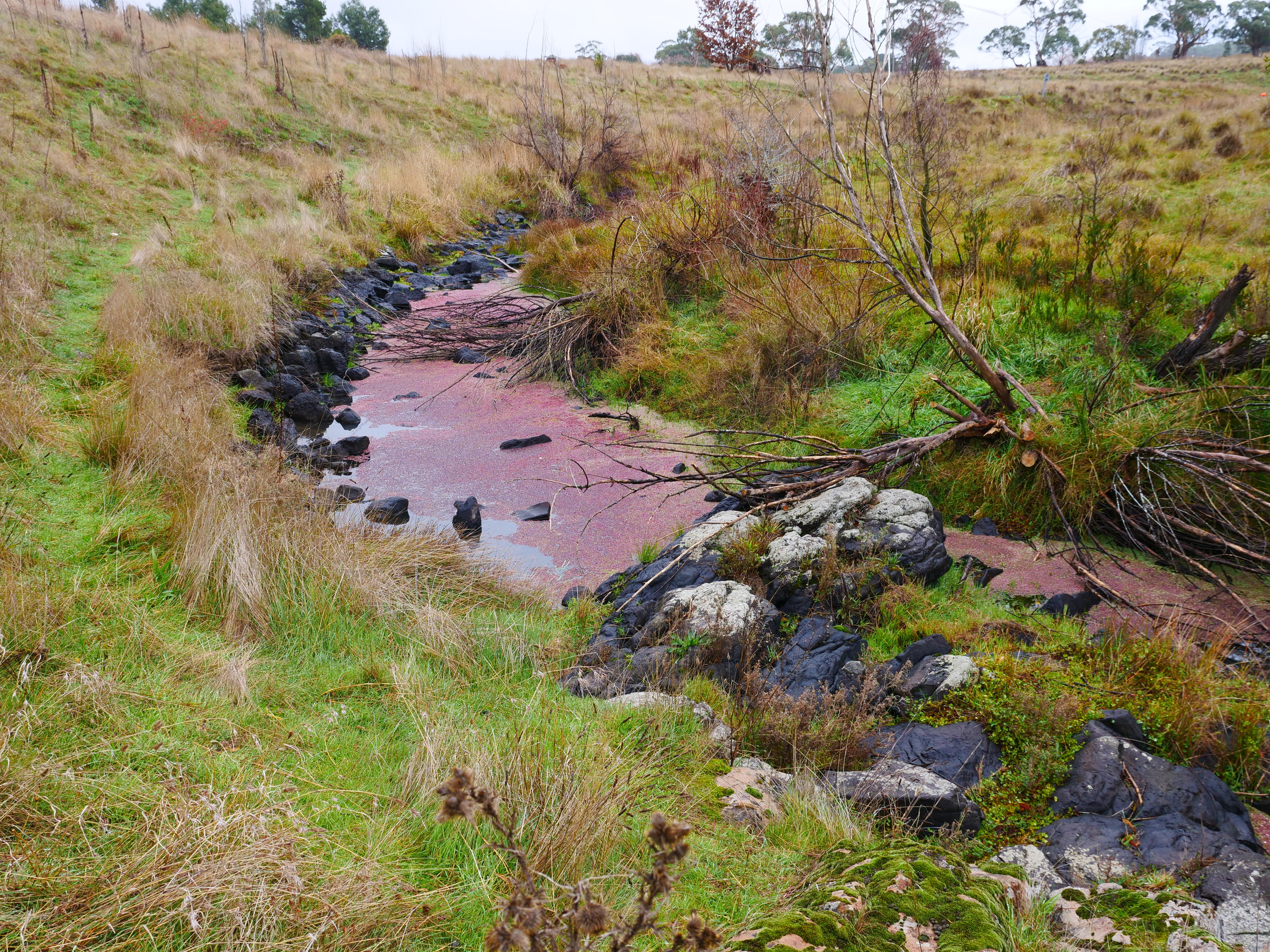 A red and green looking river