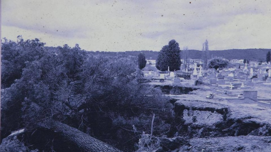 An archival image shows an uprooted tree in the Queanbeyan Riverside cemetery following the 1974 flood.