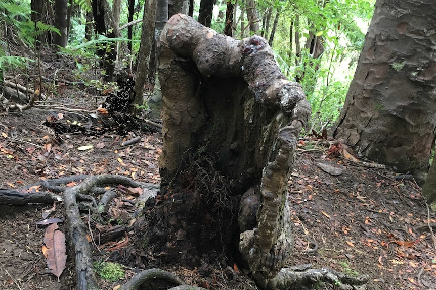 Kauri tree stump