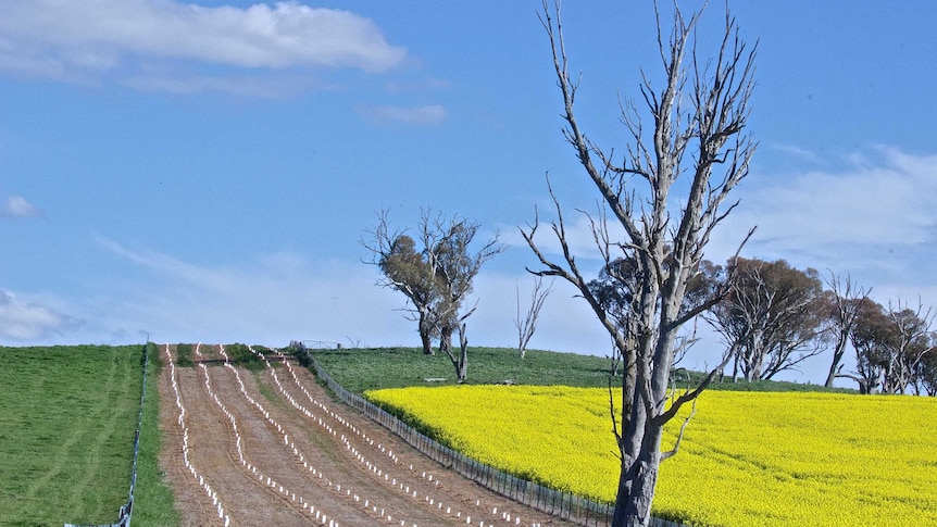 Five rows of neatly palnted new trees divide a pasture paddock, and a swathe of flowering canola. There are old paddock trees.