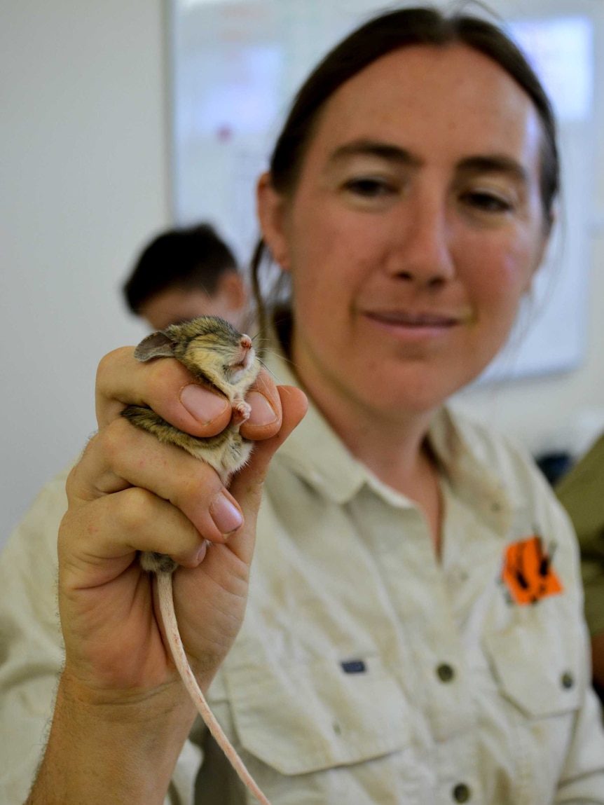 A woman with long brown hair holds a tiny marsupial in her hand in front of the camera.
