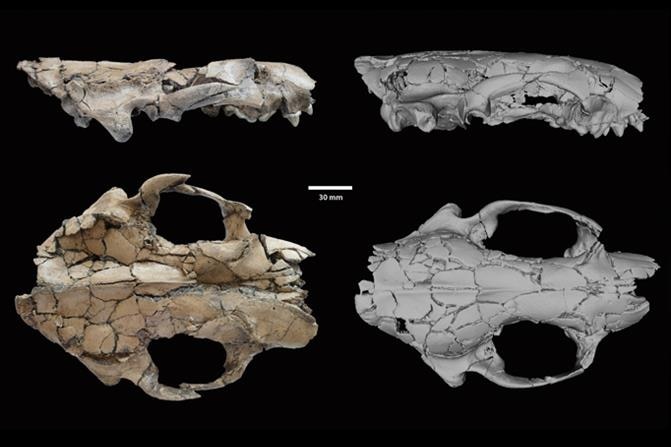 Fossil reconstruction of giant otter