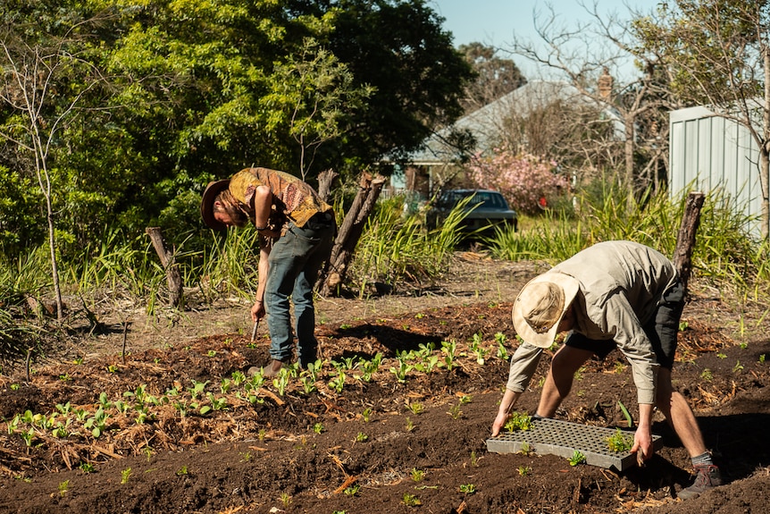 Two people building garden rows.