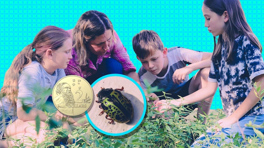 Three kids and an adult crouch around a bush harvesting beetles from it. Inset a Calligrapha Beetles & $2 coin.