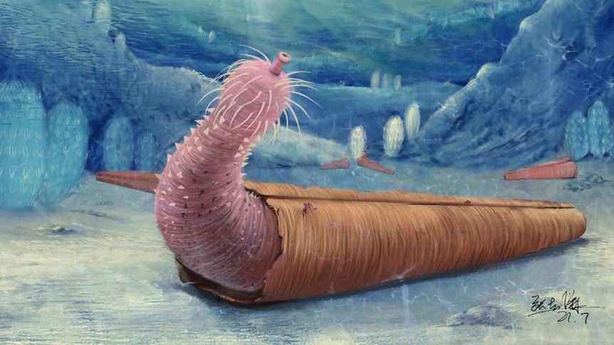 Artist impression penis worm in hyolith shell