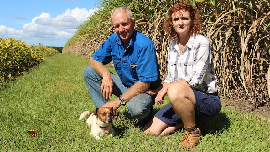A man and a woman walk crouch on grass with a little dog, large crops growing behind them