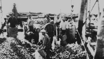 Oyster bagging Bribie Island ca.1910
