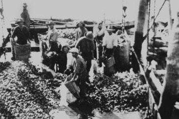 A black and white photo of workers bagging oysters in 1910.