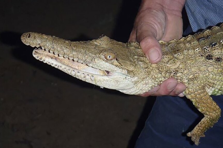 Fisherman took photos of the crocodile then released it back into the Thomson River