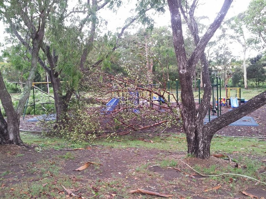 Park at Tennis Ave trees fallen