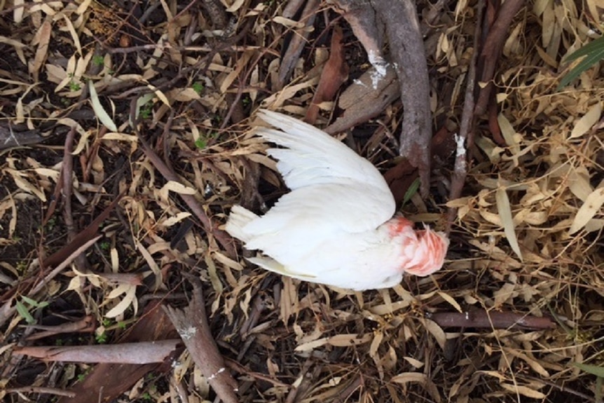 Dead corella at Apex Park, Donald western Victoria