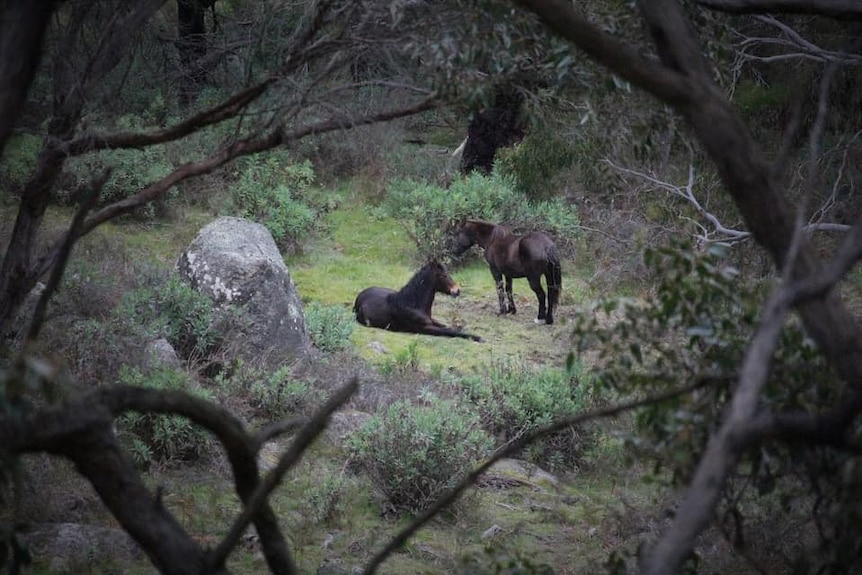 Brumbies found near Clunes