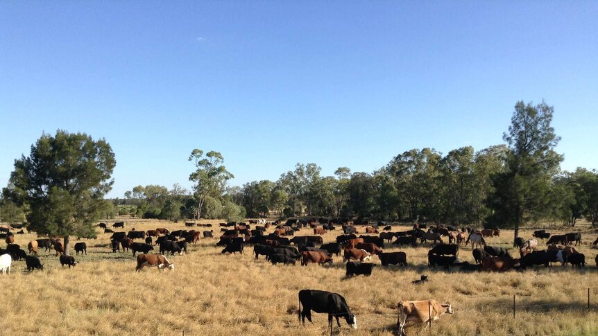 cattle standing in a paddock to feed on grass