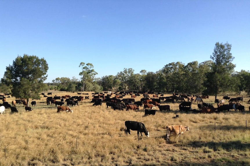 cattle standing in a paddock to feed on grass